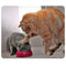 CAT-1 Mouse Pad Cute Cat Picture Anti-Slip Gaming Mouse Mat for PC Computer Laptop MackBook