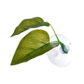 Artificial Plant Leaf Betta Hammock Fish Rest Bed Tropical Saltwater Fish Aquariums Supplies Including 2 Leaves