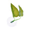 Artificial Plant Leaf Betta Hammock Fish Rest Bed Tropical Saltwater Fish Aquariums Supplies Including 2 Leaves