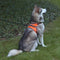 TAILUP LED Lamp Dog Harness LED Reflective Dog Vest