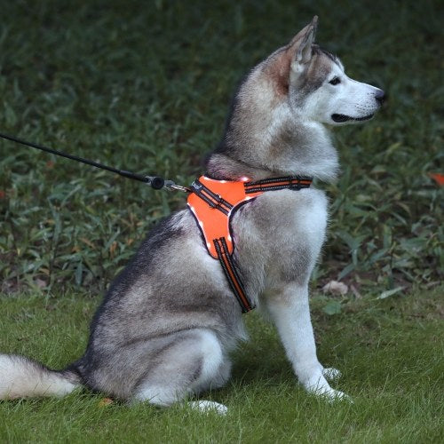 TAILUP LED Lamp Dog Harness LED Reflective Dog Vest