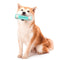 Pet Dog Teeth Cleaning Toy Chew