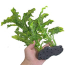 Aquarium Artificial Plants