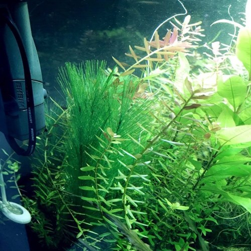 3PCS Aquarium Artificial Plants Artificial Plastic Plants Ornaments Natural Artificial Foliage Plants DIY Realistic Plants for Fish Tank Aquarium Landscape Decoration