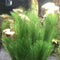 3PCS Aquarium Artificial Plants Artificial Plastic Plants Ornaments Natural Artificial Foliage Plants DIY Realistic Plants for Fish Tank Aquarium Landscape Decoration