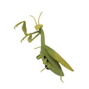 Remote Control Mantis Simulated Insect Toys Infrared Sensing Portable RC Toy for Kids Gift